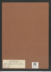 Chaetoceros bisetaceus Schu. (de-Toni-Nr.: Genus 149, Species 4129) Zeichnungen Sammlung Grunow Mappe 04132 (Herbarium_W_Grunow_drawings_Folder_04132)